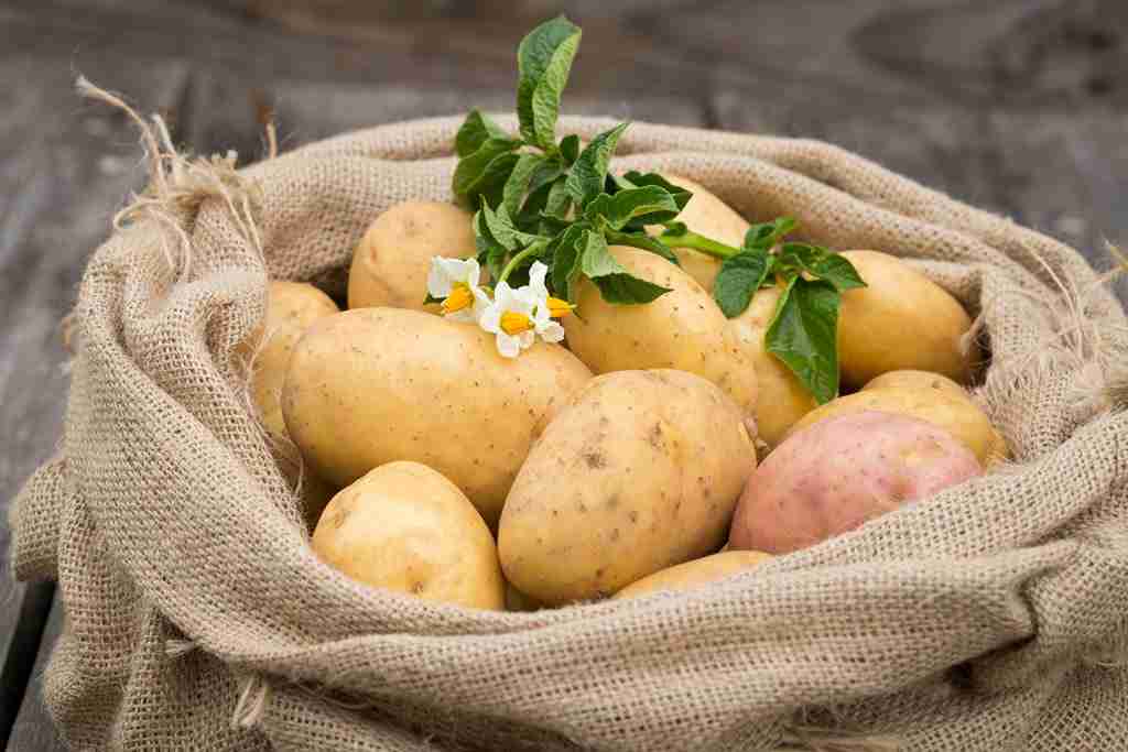 فروش سیب زمینی شیرین کره ای + قیمت خرید به صرفه