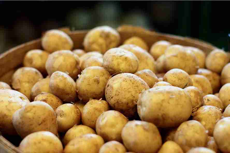 قیمت خرید سیب زمینی استانبولی درجه یک + فروش ویژه