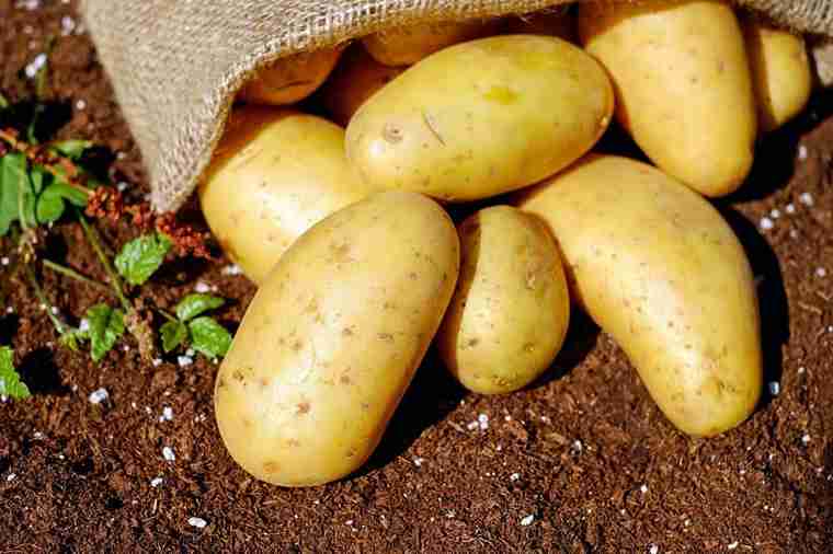 قیمت خرید سیب زمینی عمده + فروش ویژه