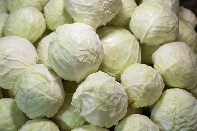 خرید و قیمت کلم پیچ سفید + فروش صادراتی