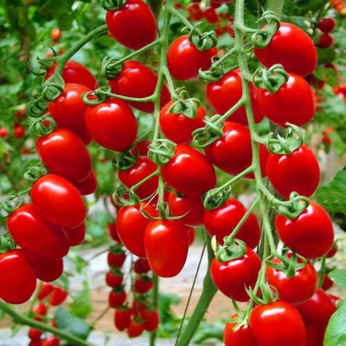 قیمت خرید گوجه فرنگی گلخانه ای صادراتی با فروش عمده