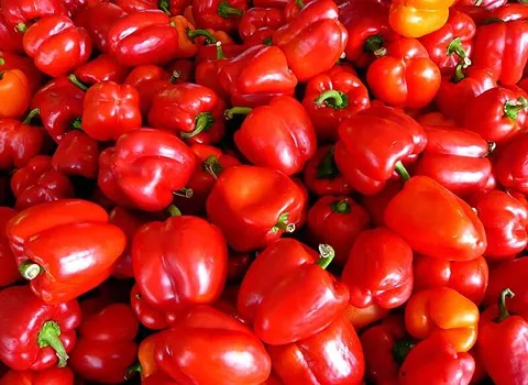 خرید و قیمت فلفل دلمه ای قرمز + فروش صادراتی