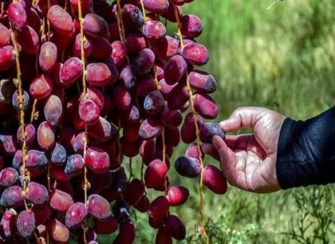 خرید و قیمت خرما مضافتی خوشه ای + فروش صادراتی