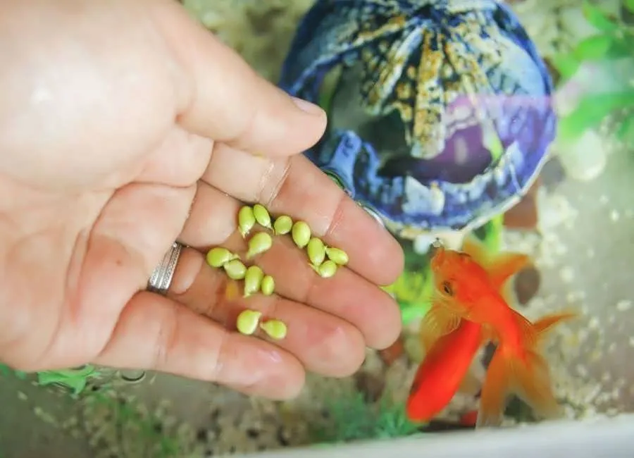 خرید و قیمت خوراک ماهی زینتی + فروش صادراتی