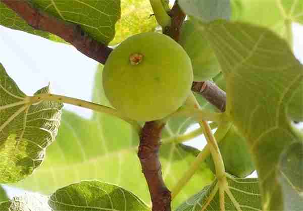 خرید و قیمت انجیر زرد بی دانه + فروش عمده