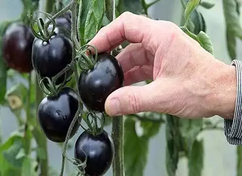 خرید و فروش گوجه فرنگی سیاه ژاپنی با شرایط فوق العاده