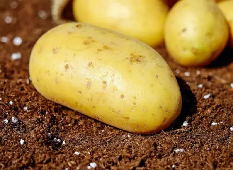خرید و قیمت سیب زمینی بذری رانومی + فروش عمده