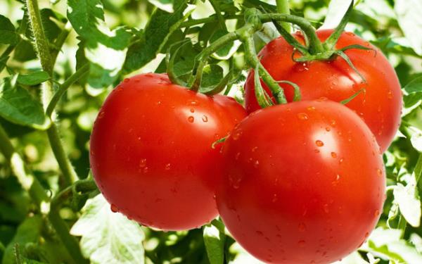 خرید گوجه فرنگی میناب + قیمت فروش استثنایی