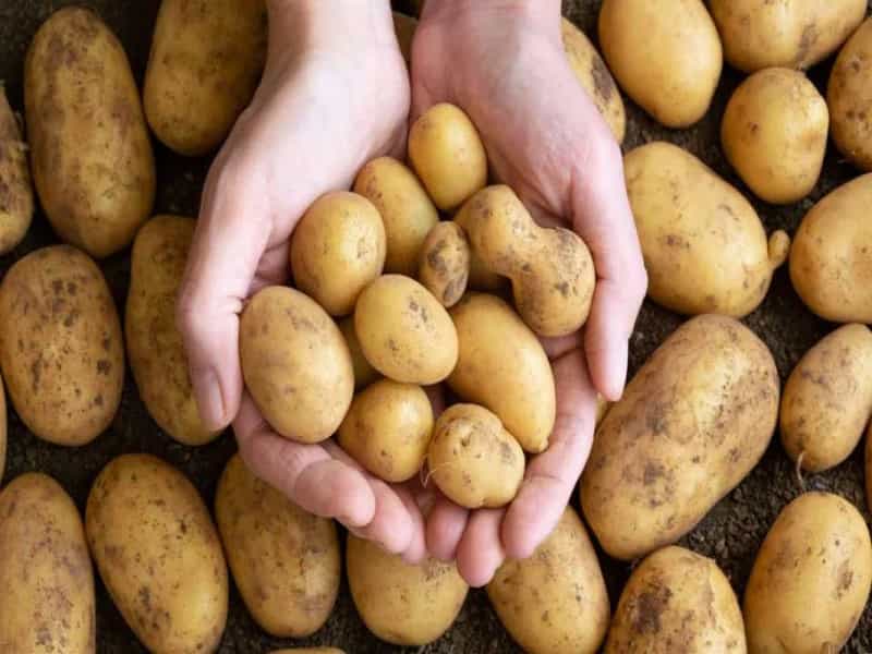 خرید سیب زمینی شیرین در قم + قیمت فروش استثنایی