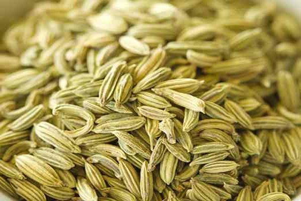خرید گیاه رازیانه لرستان + قیمت فروش استثنایی