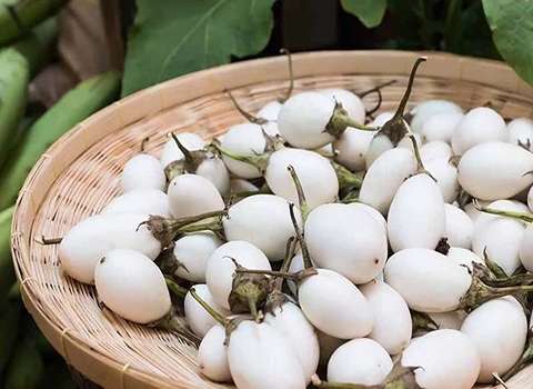 خرید و قیمت تخم مرغ گیاهی کهورستان + فروش عمده