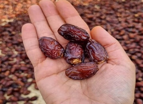 قیمت خرید خرمای بریمی نگین سبز عمده به صرفه و ارزان