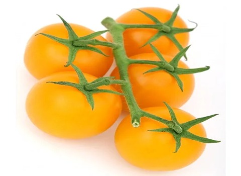 خرید و قیمت گوجه فرنگی زرد + فروش عمده
