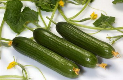 خرید خیار سبز زمینی + قیمت فروش استثنایی