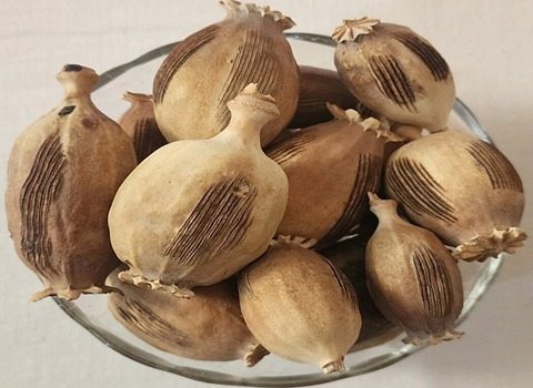 قیمت خرید گیاه خشخاش خشک با فروش عمده