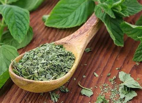قیمت خرید نعنا خشک شیراز عمده به صرفه و ارزان