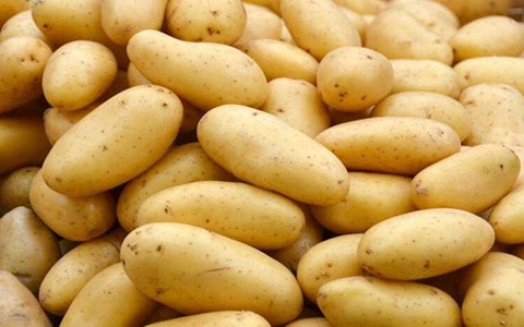 خرید و قیمت سیب زمینی درجه یک + فروش عمده