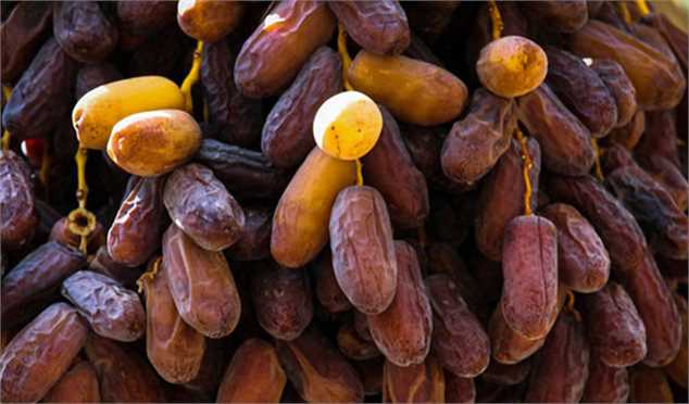 خرید و قیمت خرما بریمی بوشهر + فروش عمده