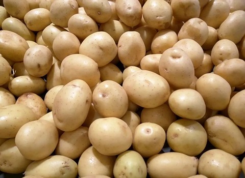 خرید سیب زمینی اردبیلی + قیمت فروش استثنایی