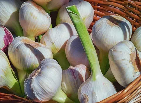 فروش سیر محلی رشت + قیمت خرید به صرفه