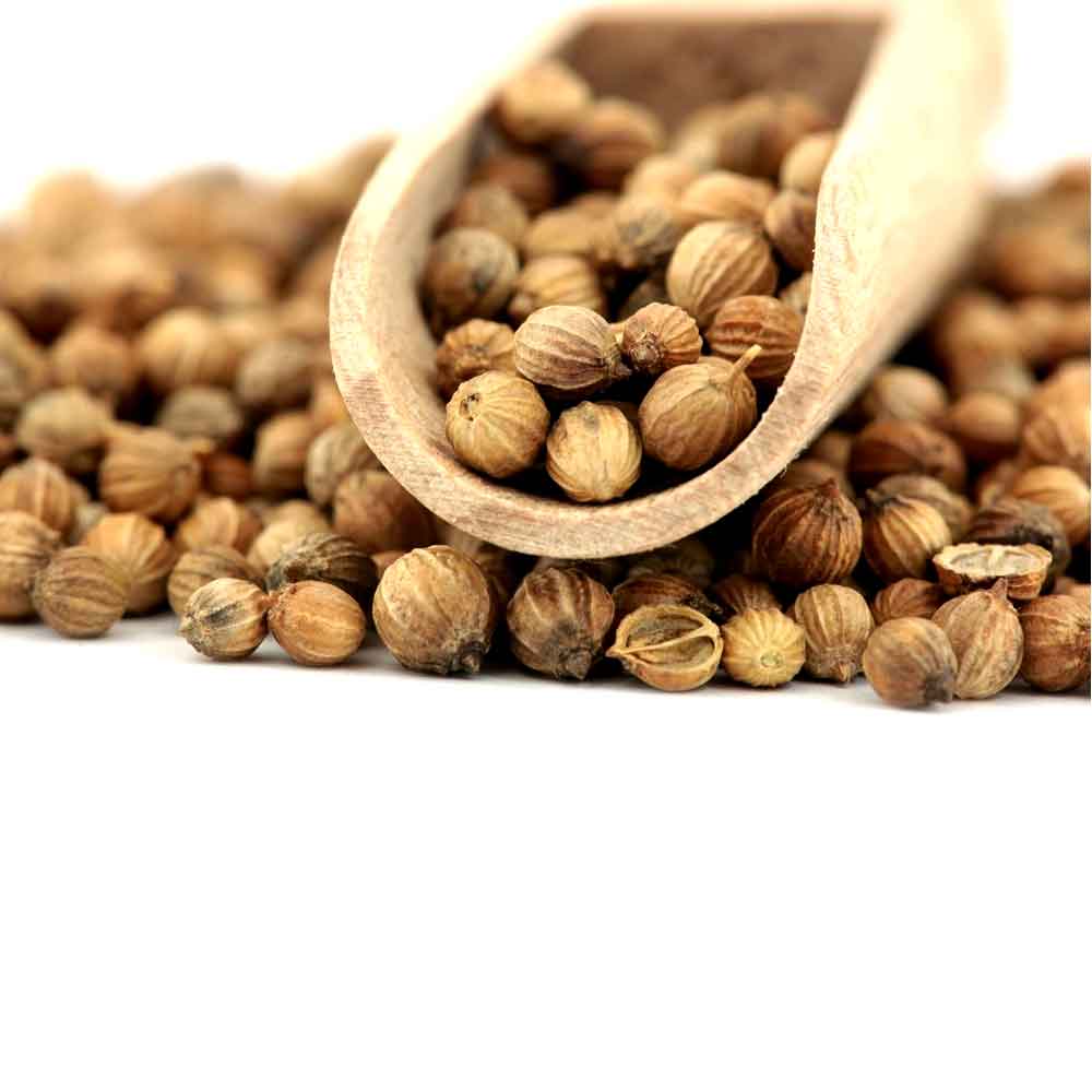 خرید و قیمت دانه گشنیز خشک  +  فروش صادراتی