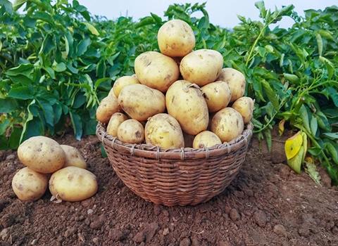 خرید سیب زمینی نژاد آگریا + قیمت فروش استثنایی