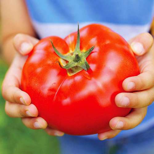قیمت خرید گوجه فرنگی گوشتی عمده به صرفه و ارزان