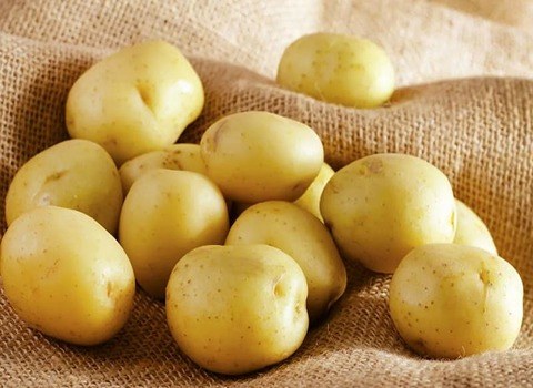 قیمت خرید سیب زمینی آگریا اردبیل + فروش ویژه