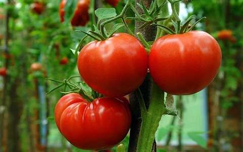 خرید و قیمت گوجه فرنگی بوته ای + فروش عمده