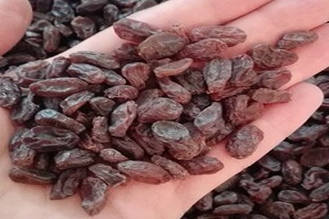 خرید و قیمت کشمش پلویی ایوب + فروش صادراتی