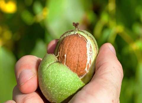 قیمت خرید گردو تازه با پوست با فروش عمده
