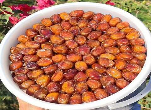 قیمت خرما خاصویی گوشتی با کیفیت ارزان + خرید عمده