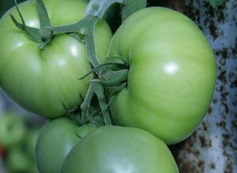 خرید گوجه فرنگی سبز + قیمت فروش استثنایی