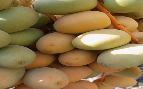 قیمت خرید خرما خارک برحی + فروش ویژه