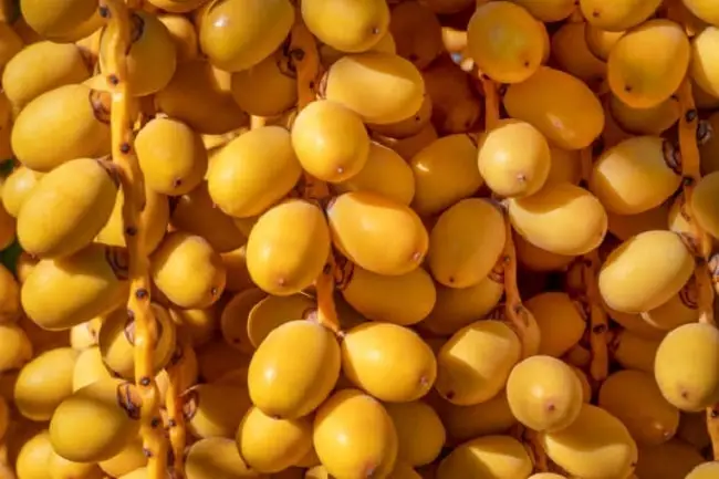 خرید و قیمت رطب خرما خارک + فروش صادراتی
