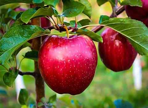 فروش سیب قرمز سمیرم + قیمت خرید به صرفه