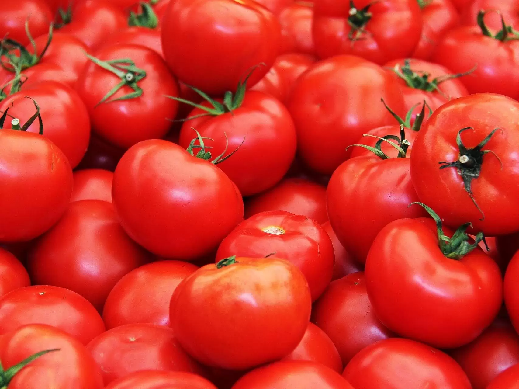 خرید و قیمت انواع گوجه فرنگی گلخانه ای