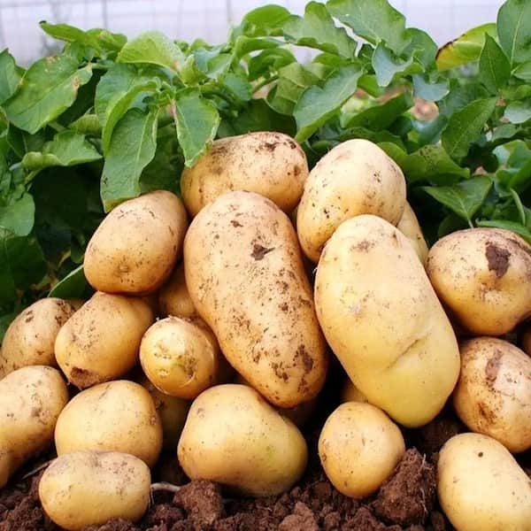 قیمت خرید سیب زمینی تازه + فروش ویژه