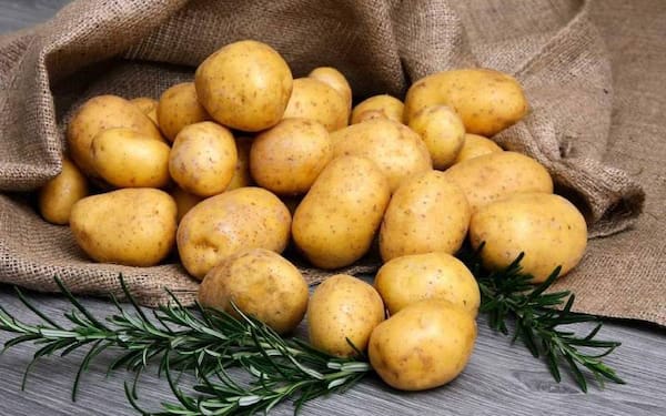فروش سیب زمینی تازه جیرفت + قیمت خرید به صرفه