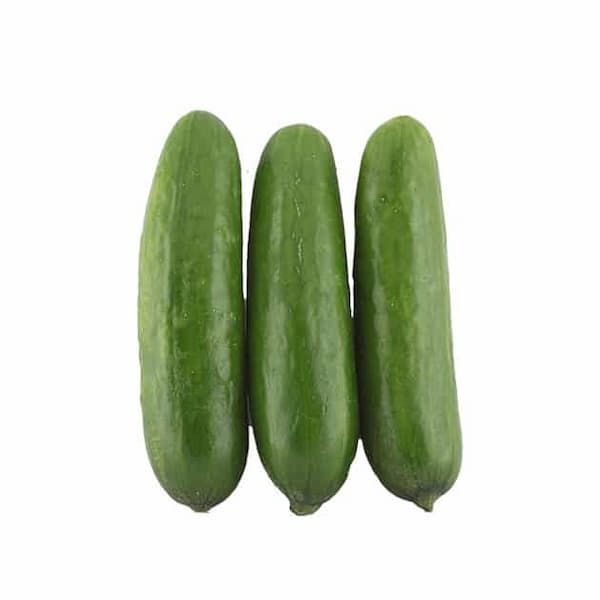 فروش خیار سالادی بزرگ + قیمت خرید به صرفه