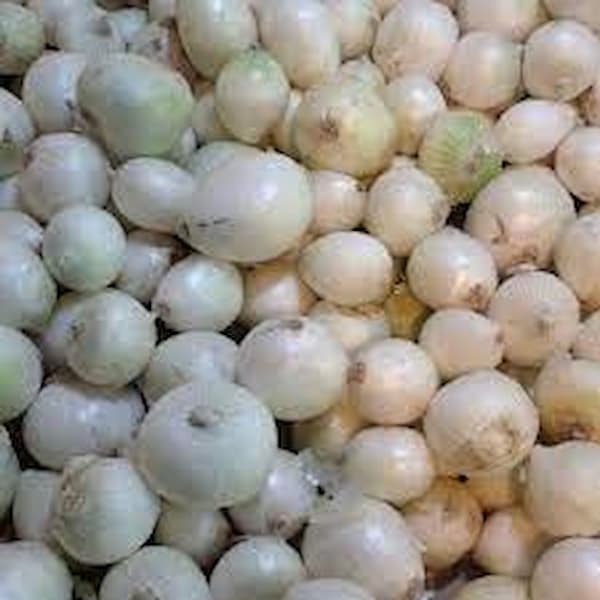 قیمت خرید پیاز سفید مو با فروش عمده