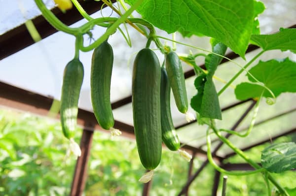 فروش خیار درختی محلی + قیمت خرید به صرفه