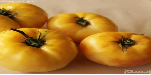 خرید گوجه فرنگی سفید بزرگ + بهترین قیمت