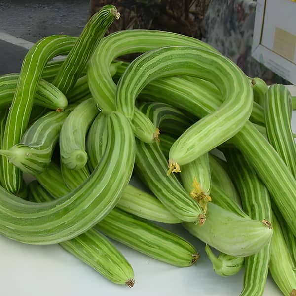 قیمت خرید خیار چنبر بزرگ عمده به صرفه و ارزان