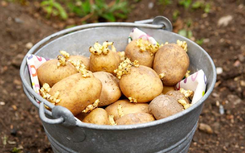قیمت خرید سیب زمینی رقم جلی با فروش عمده
